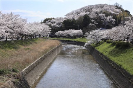 Téléchargez les photos : Le temps de la fleur de cerisier au Japon - en image libre de droit
