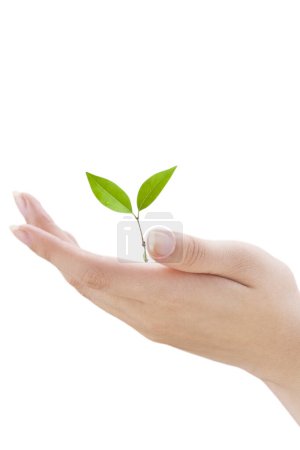 Téléchargez les photos : Main tenant une petite plante verte - en image libre de droit