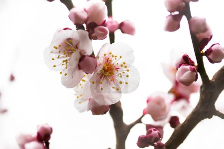 Foto de Primer plano de flores de flor de cerezo en el jardín - Imagen libre de derechos