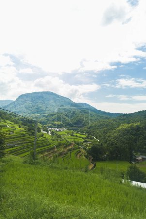 Téléchargez les photos : Beau paysage avec des rizières vertes - en image libre de droit
