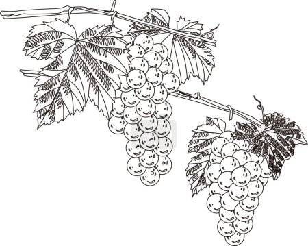 Photo for Grapes outline illustration, food concept - Royalty Free Image