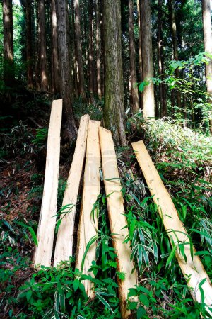 Téléchargez les photos : Tas de billes de bois dans la forêt - en image libre de droit