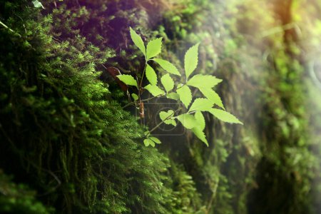 Téléchargez les photos : Semis de plantes vertes dans la forêt - en image libre de droit