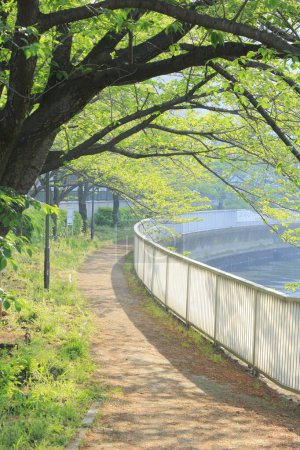 Téléchargez les photos : Belle vue sur le parc avec des arbres verts et le lac - en image libre de droit