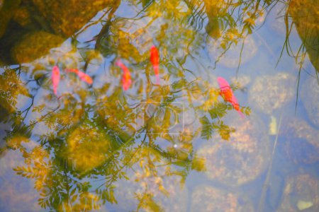 Téléchargez les photos : Vue rapprochée de la surface de l'eau dans l'étang avec un groupe de poissons koï colorés nageant à l'intérieur - en image libre de droit