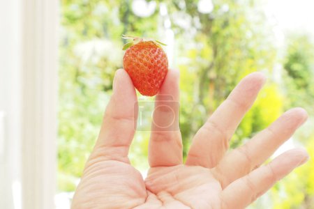 Photo for Woman hand holding strawberry in the garden. - Royalty Free Image