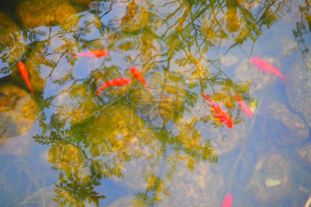 Foto de Vista de cerca de la superficie del agua en el estanque con un grupo de peces koi coloridos nadando dentro - Imagen libre de derechos