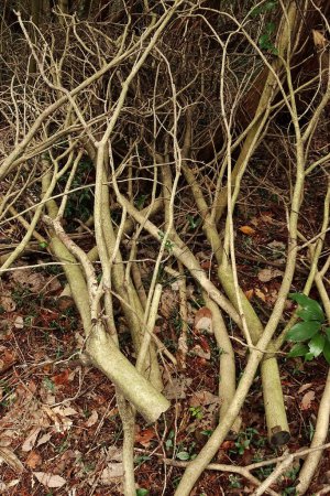 Téléchargez les photos : Branches sèches et feuilles tombées - en image libre de droit