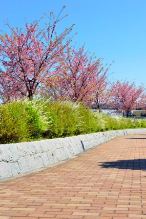 Foto de Hermosa vista del parque en primavera con árboles florecientes - Imagen libre de derechos