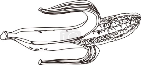 Téléchargez les photos : Illustration de contour de banane, concept alimentaire - en image libre de droit