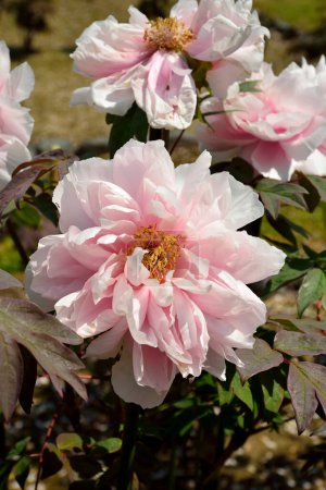 Foto de Primer plano de flores florecientes rosadas - Imagen libre de derechos