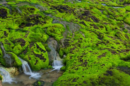 Photo for Mountain stream among the mossy stones - Royalty Free Image