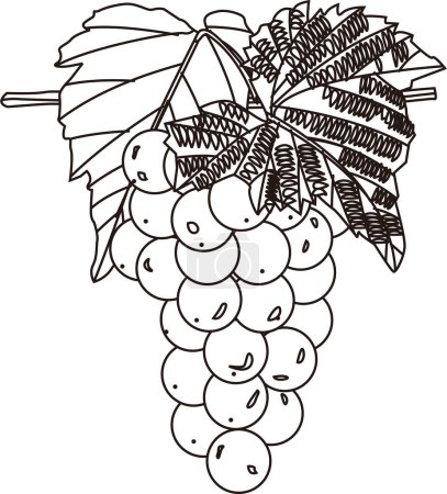 Photo for Grapes outline illustration, food concept - Royalty Free Image