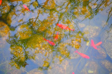 Photo for Close up view of water surface in the pond with group of colorful koi fish swimming inside - Royalty Free Image