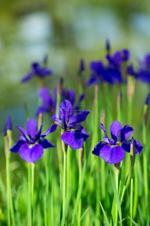 Téléchargez les photos : Fleurs bleues dans un jardin - en image libre de droit