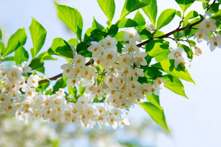 Photo for White flowers of the tree in bloom, spring background - Royalty Free Image