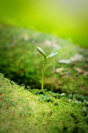 Téléchargez les photos : Semis de plantes vertes dans la forêt - en image libre de droit