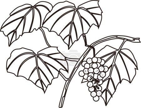 Téléchargez les photos : Illustration de contour de raisin, concept alimentaire - en image libre de droit