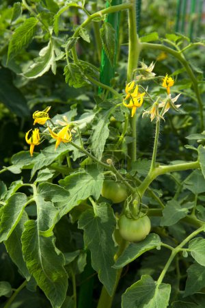 Téléchargez les photos : Vue rapprochée des tomates vertes et des fleurs jaunes dans le jardin - en image libre de droit
