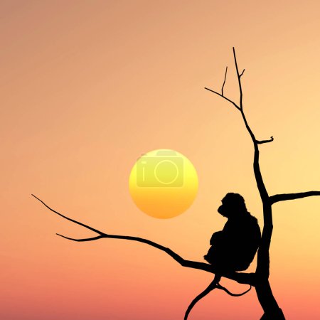 Téléchargez les photos : Singe assis sur une branche au coucher du soleil - en image libre de droit