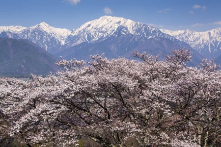 Foto de Tiempo de flor de cerezo en Japón - Imagen libre de derechos