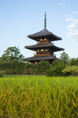 Téléchargez les photos : Vue panoramique de la rizière avec temple Hokiji sur fond - en image libre de droit