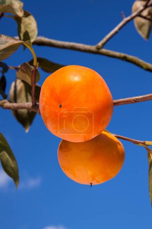 Foto de Caqui fruta en el árbol con fondo de cielo azul - Imagen libre de derechos