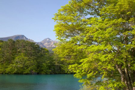 Foto de Hermoso lago rodeado de árboles sobre fondo de la naturaleza - Imagen libre de derechos
