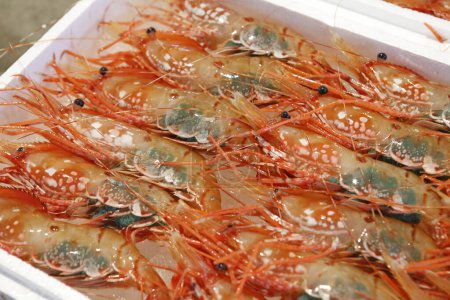 Photo for Background of many shrimps, seafood - Royalty Free Image