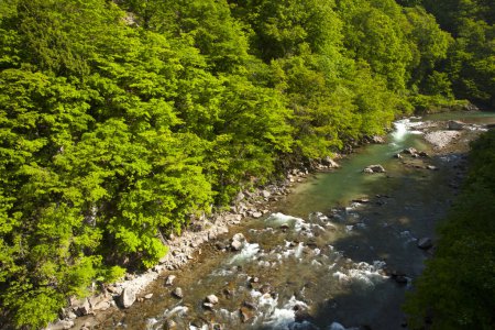Téléchargez les photos : Une rivière traversant une forêt verdoyante - en image libre de droit
