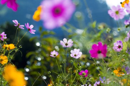 Foto de Hermosas flores que crecen en el jardín - Imagen libre de derechos
