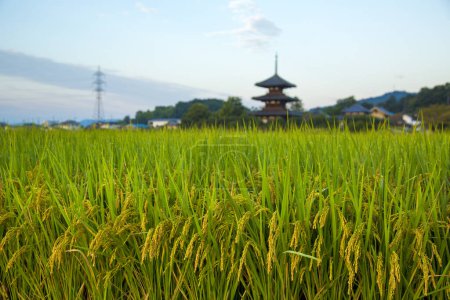 Foto de Vista panorámica del campo de arroz con Hokiji Temple en el fondo - Imagen libre de derechos