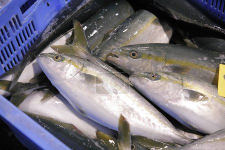 Téléchargez les photos : Poisson cru au marché des fruits de mer - en image libre de droit