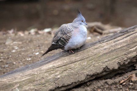 Téléchargez les photos : Un pigeon est assis sur une bûche dans la rue du parc - en image libre de droit