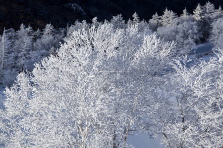Téléchargez les photos : Belle vue sur la forêt enneigée - en image libre de droit