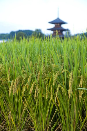 Vista panorámica del campo de arroz con Hokiji Temple en el fondo