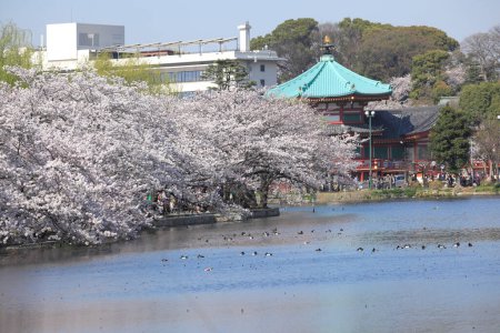 Photo for Sakura (Cherry Blossom) blooming in Sumida park - Royalty Free Image
