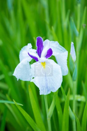 Téléchargez les photos : Gros plan sur les fleurs violettes de l'iris japonais - en image libre de droit