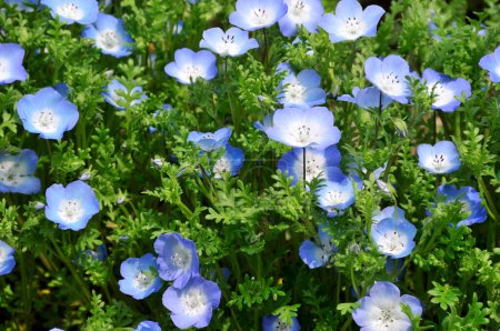 Foto de Hermosas flores azules que florecen en el campo - Imagen libre de derechos