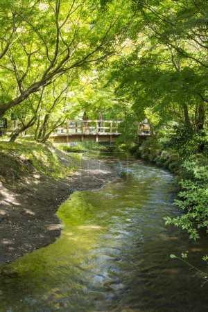 Foto de Puente de madera sobre un pequeño río en un bosque verde - Imagen libre de derechos