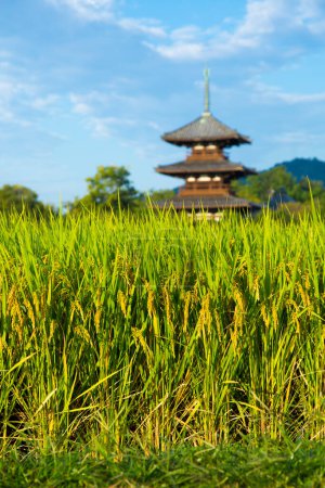 Szenische Ansicht des Reisfeldes mit Hokiji-Tempel auf dem Hintergrund