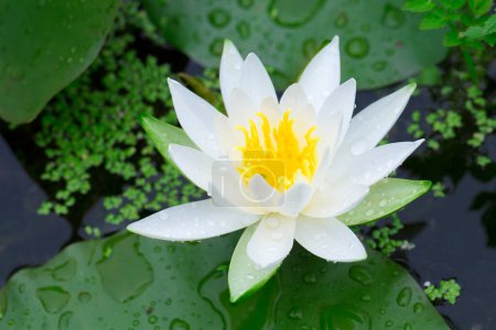 Téléchargez les photos : Gros plan de fleur de lotus blanc dans l'étang - en image libre de droit