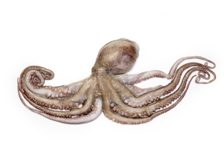 Photo for Octopus animal isolated on white background - Royalty Free Image