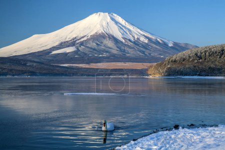 Photo for Mountain Fuji with lake Kawaguchiko and swan - Royalty Free Image