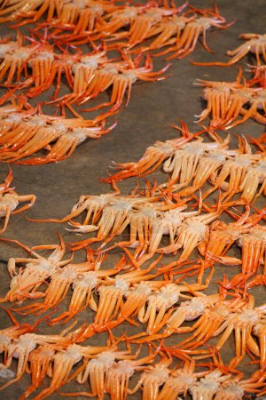 Téléchargez les photos : De nombreux crabes sur le sol au marché de fruits de mer - en image libre de droit
