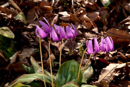 Téléchargez les photos : Belles fleurs poussant dans le jardin - en image libre de droit