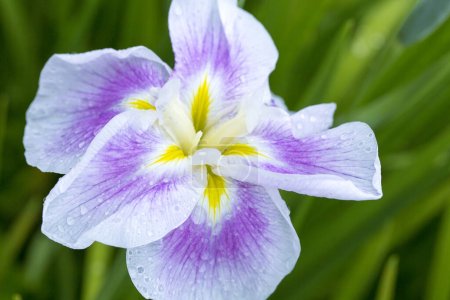 Téléchargez les photos : Gros plan sur les fleurs violettes de l'iris japonais - en image libre de droit