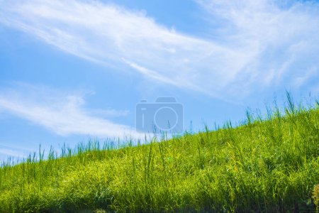 Foto de Prado verde con flores y cielo azul - Imagen libre de derechos