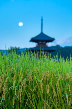 Foto de Vista panorámica del campo de arroz con Hokiji Temple en el fondo - Imagen libre de derechos