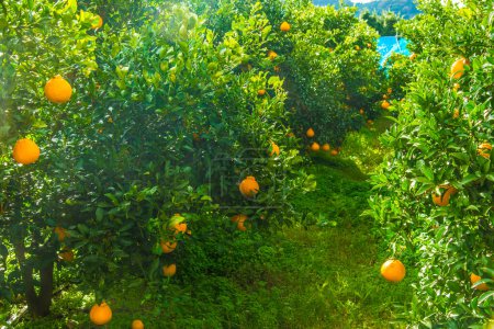 Téléchargez les photos : Oranges poussant sur les arbres dans le jardin. - en image libre de droit